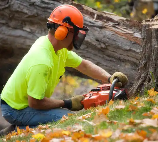 tree services Thornwood